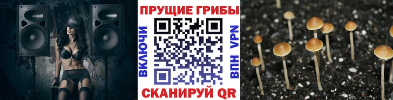 MEGA ссылка  Полевской  Псилоцибиновые грибы GOLDEN TEACHER 